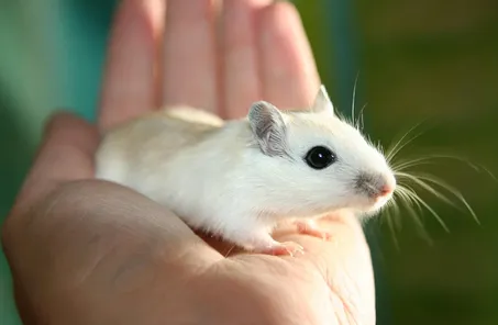 mice exterminator