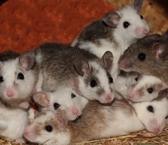 Where Do Mice Live