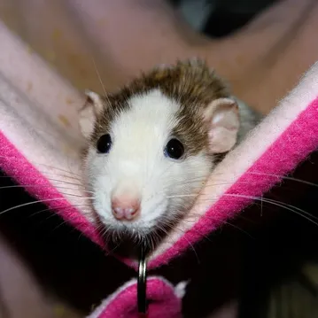 Are Black Rats Bigger Than Other Rats?