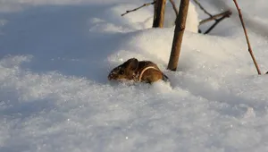 mice travel