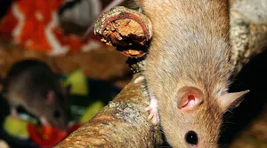 Many Mice Is Considered An Infestation