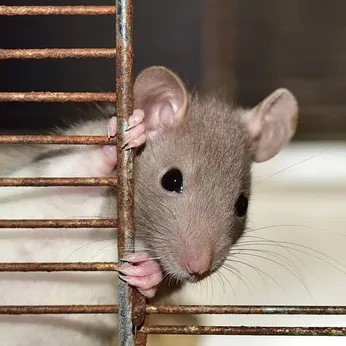 Black Rats VS Brown Rats