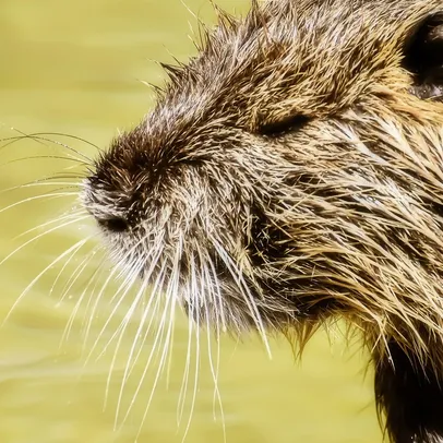Does Black Pepper Keep Rats Away?