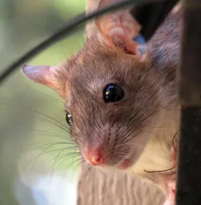 black rat removal and extermination